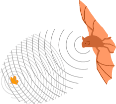 ecolocalização Bat