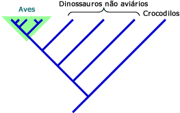 Aves &eacute; um grupo v&aacute;lido em ambas as classifica&ccedil;&otilde;es