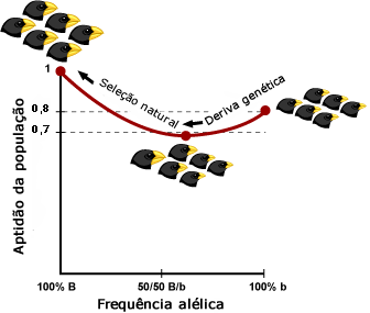 Deriva genética pode mover uma população para a freqüência do alelo 50/50
