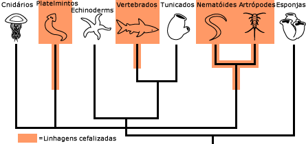Cephalization among animals
