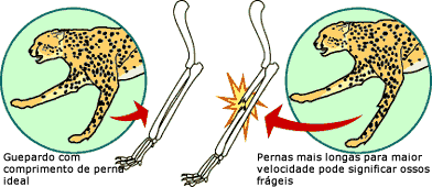entre o fator de segurança e comprimento dos ossos dos membros