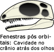 Openings (fenestrae) in the skull behind the eye