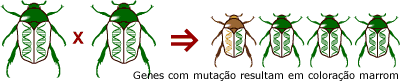Muta&ccedil;&atilde;o gen&eacute;tica aleat&oacute;ria