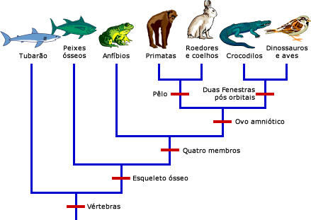 Cladogram of select vertebrates showing 	 where certain 	 characters appear