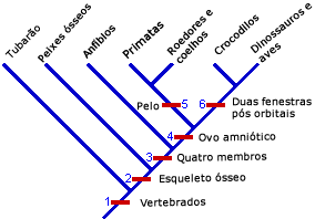 Clade based on all charted shared derived characters
