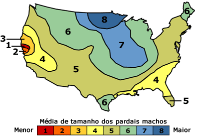 Pardal - mapa de distribuição de tamanho