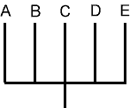 A polytomy