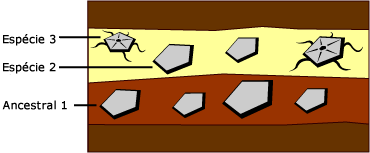Esses estratos mostram rajadas de evolução no registro fóssil.