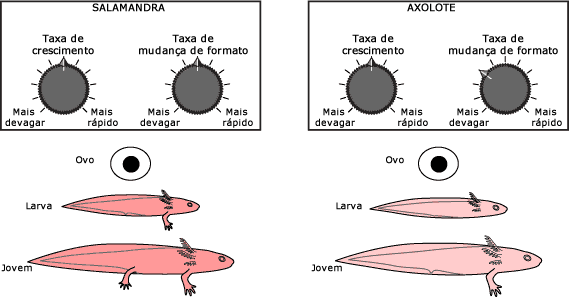 Different timing in development of salamander and 	 axolotl