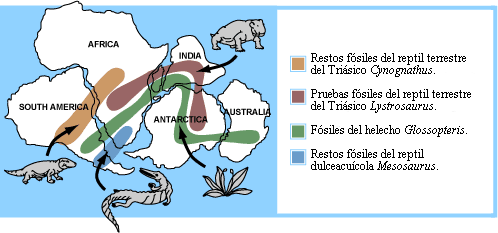 F&oacute;sseis comuns aos continentes do sul