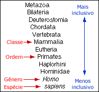 Humans in the Linnaean system