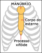 The human sternum has three segments