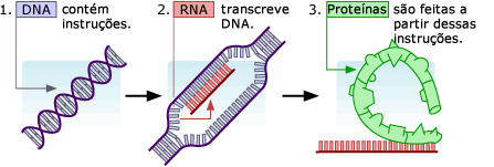DNA contém instruções. RNA cópias de DNA. As proteínas são feitas de instruções cópias