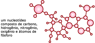 um nucleotídeo, composto de carbono, átomos de hidrogênio, oxigênio, nitrogênio e fósforo