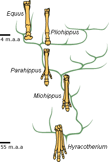 Árvore da evolução do cavalo
