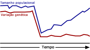 Varia&ccedil;&atilde;o gen&eacute;tica n&atilde;o rebote de uma diminui&ccedil;&atilde;o t&atilde;o rapidamente quanto o tamanho da popula&ccedil;&atilde;o
