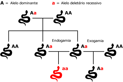 Consanguinidade entre os somadores
